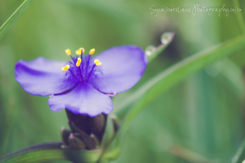 SycamoreLane Photography-Spiderwort