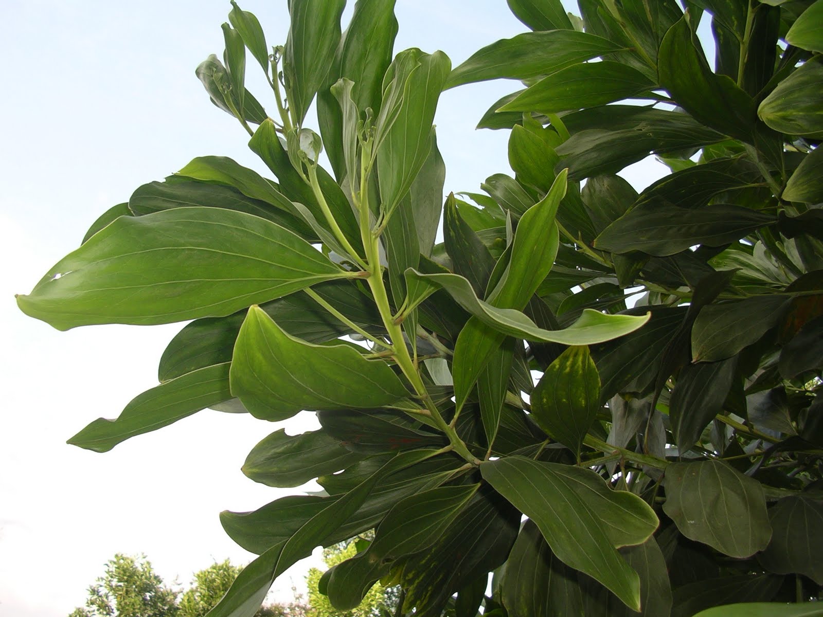 Black wattle Acacia mangium 