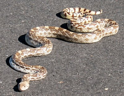 Bull Snake