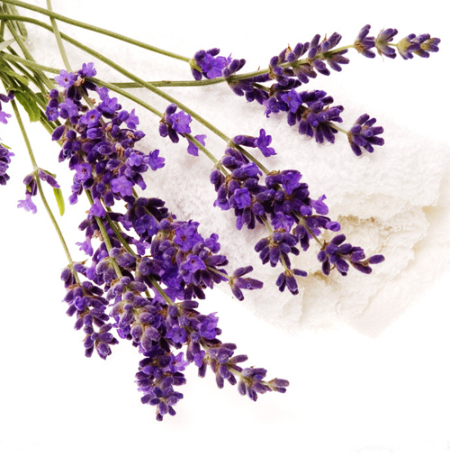  Gambar  Bunga  Lavender  Yang Sangat Indah Kumpulan Gambar 