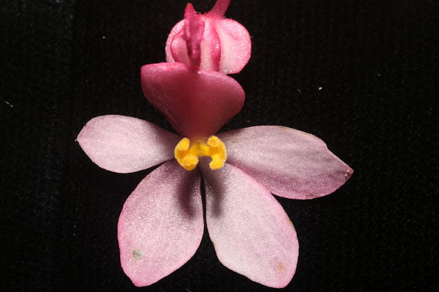 Begonia laotica