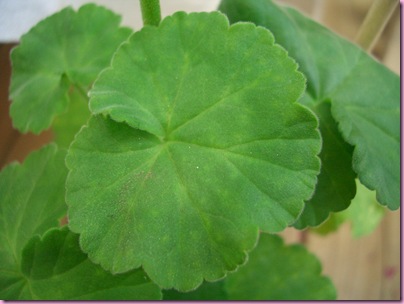Pelargoner 09 016