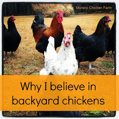 why everyone should raise chickens for eggs