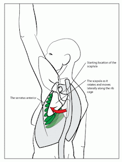 The serratus anterior moves the shoulder blade towards the front.