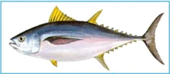 Jenis Jenis Ikan  Tuna  Komersil di Perairan Indonesia 