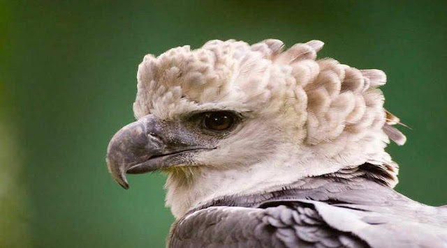 Panama venerates which deadly bird of prey as a national symbol?