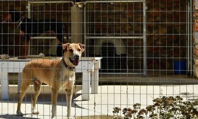 Ναύπλιο: Κλείνουν τρεις μη αδειοδοτημένες ιδιωτικές δομές φιλοξενίας αδέσποτων ζώων συντροφιάς