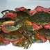 Crab Farming Indonesia Export Opportunity Business