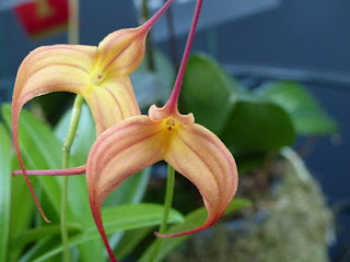 Masdevallia Cassiope - Masdevallia triangularis x Masdevallia Harryana