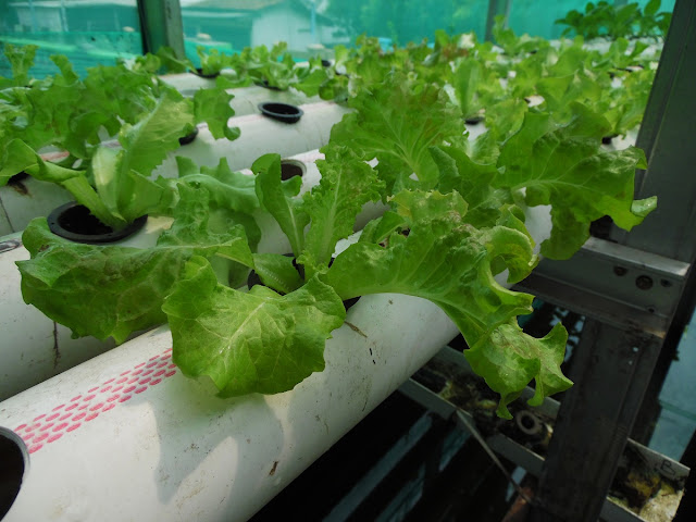 Hidrafarm Tanaman Hidroponik Hidrafarm Tanaman Hidroponik