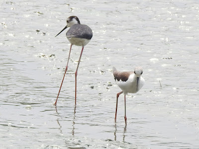 高蹺鴴（左：雄鳥；右：雌鳥）