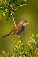 Wildlifefotografie Lippeaue Olaf Kerber Dorngrasmücke