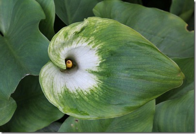 110219_Zantedeschia-aethiopica-'Green-Goddess'_03