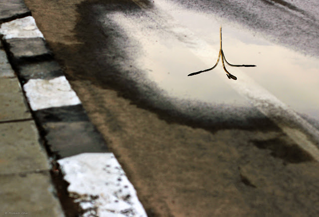 A Minimalist Photo of the Reflection of a Street Lamp in a water puddle formed post rain.