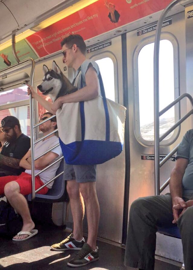 Criatividades que driblou proibição de Pets no metrô de Nova York