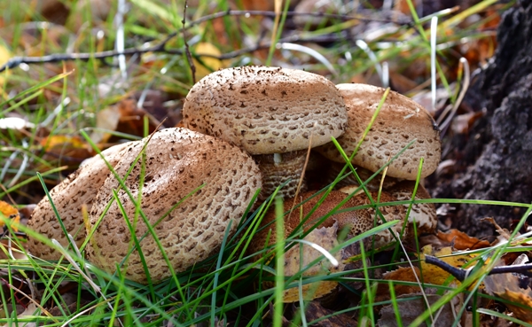 høststemning sopp