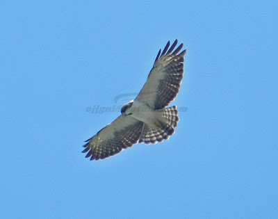 Aguilucho cola corta Buteo brachyurus