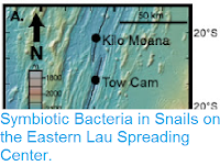 https://sciencythoughts.blogspot.com/2012/11/symbiotic-bacteria-in-snails-on-eastern.html