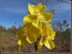 170531 053 Kununurra Kellys Knob
