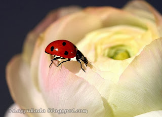 Jom Tengok Ladybugs Yang Comel