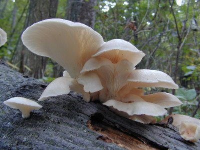 Zone Makalah: Fungi (jamur)
