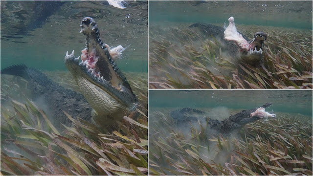 Crocodile footage munching