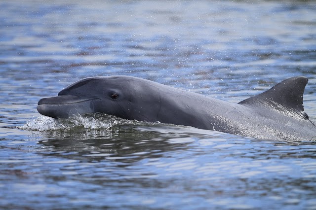 Boto-de-Lahille, a espécie de golfinho pouco conhecido que habita o Atlântico Sul