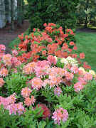 The rhododendron is the state flower of Washington for a reason