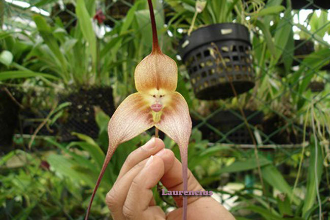 Foto Bunga Unik Dracula Simia Anggrek  Monyet dari Ekuador 
