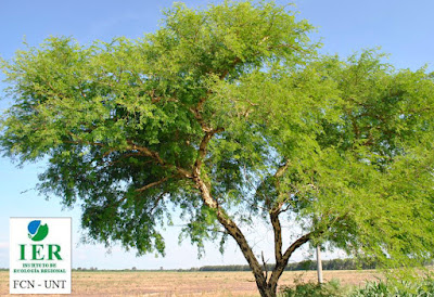 Espinillo blanco (Vachellia albicorticata)