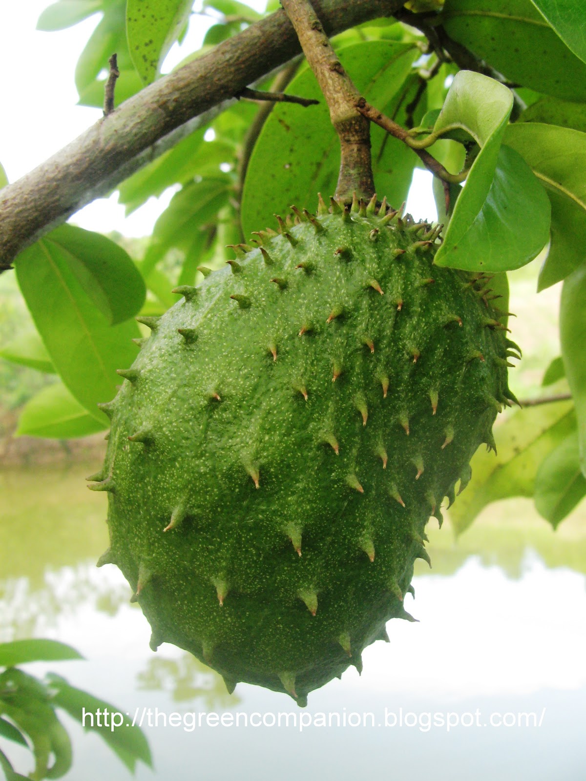 Rawatan Herba Dan Pemakanan: Khasiat Durian Belanda