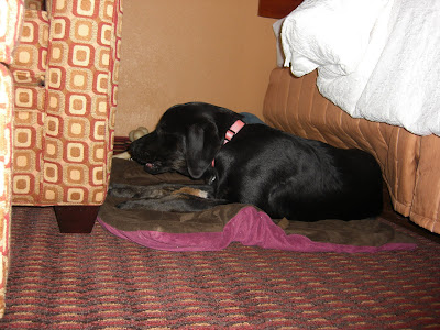 Picture of Rudy on a tie-down chewing on a treat in the hotel room 