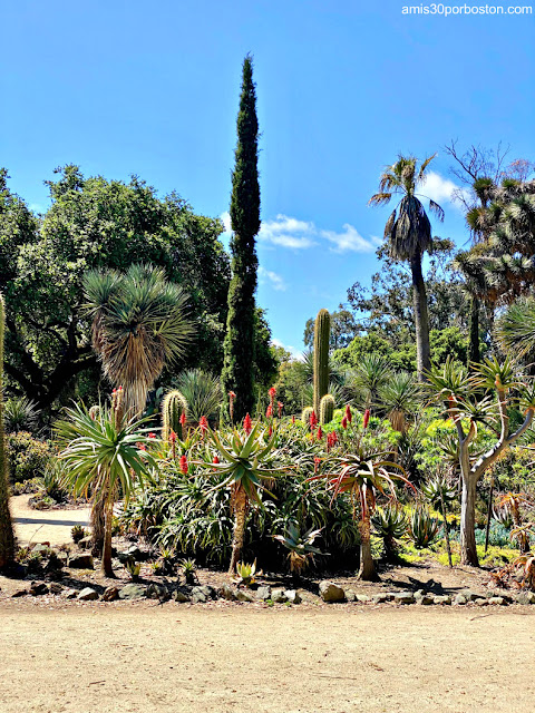 Jardín de Cactus de Arizona en la Universidad de Stanford