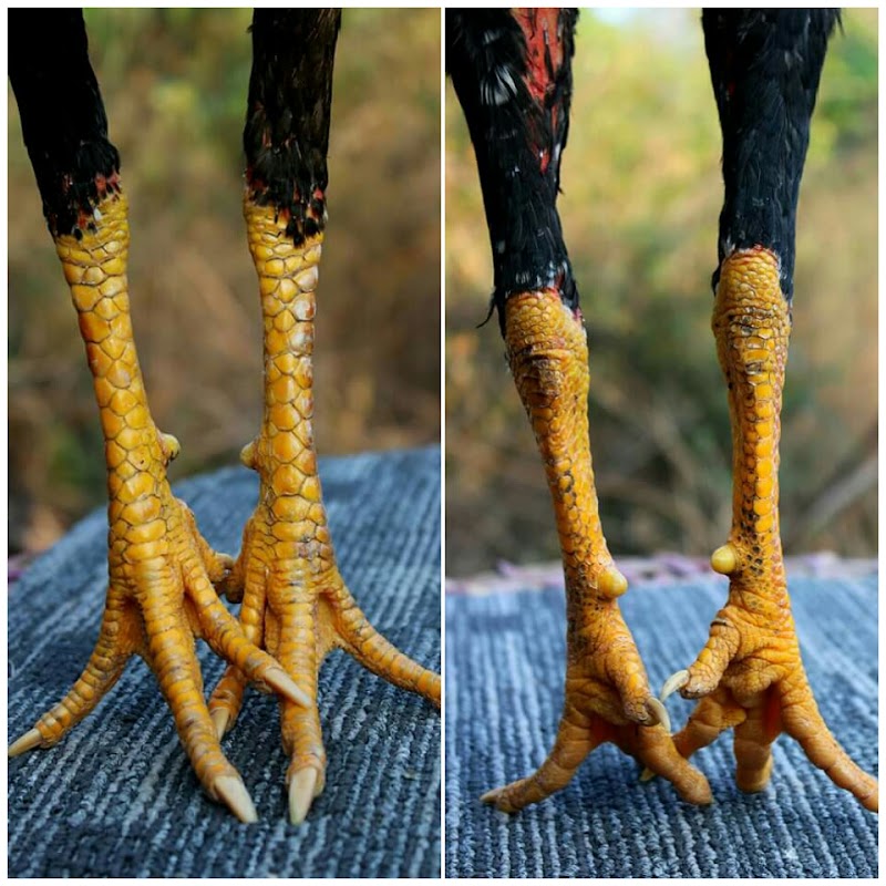 Inspirasi Gambar Kaki Ayam, Terbaru!