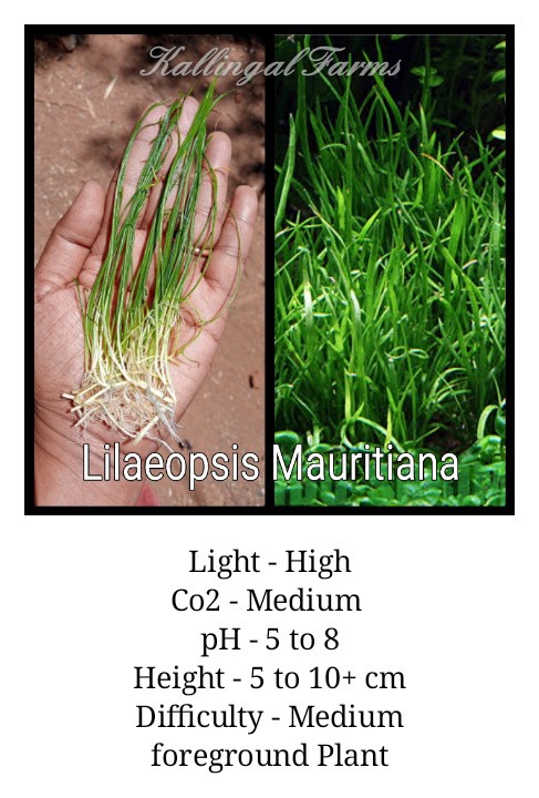 Lilaeopsis Mauritiana