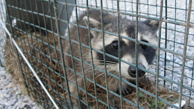 raccoon caught in live trap