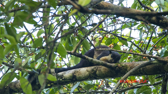 Black Giant Squirrel