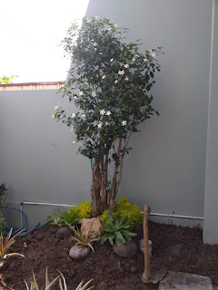 Bonsai jasmine