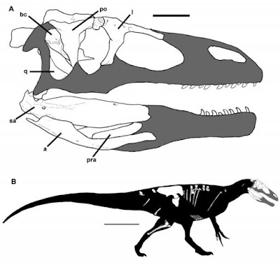 This is a skull and body reconstruction of the new dinosaur species, Murusraptor barrosaensis. Credit: Coria et al (2016); CCAL