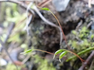 Exemples de sporophytes de mousses