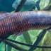 Knowing Big Freshwater Fish, Arapaima Gigas 