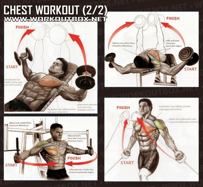 Bodybuilding Chest Exercises Chart At Home