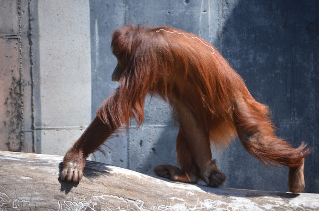 An orangutan walks on a log using hands and feet.