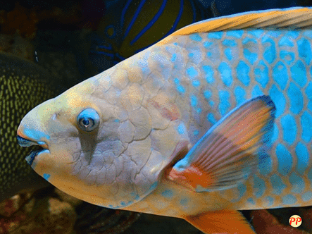 Harga Ikan Kakatua ‘Guardian of The Blue Sea' per Ekor di Pasaran