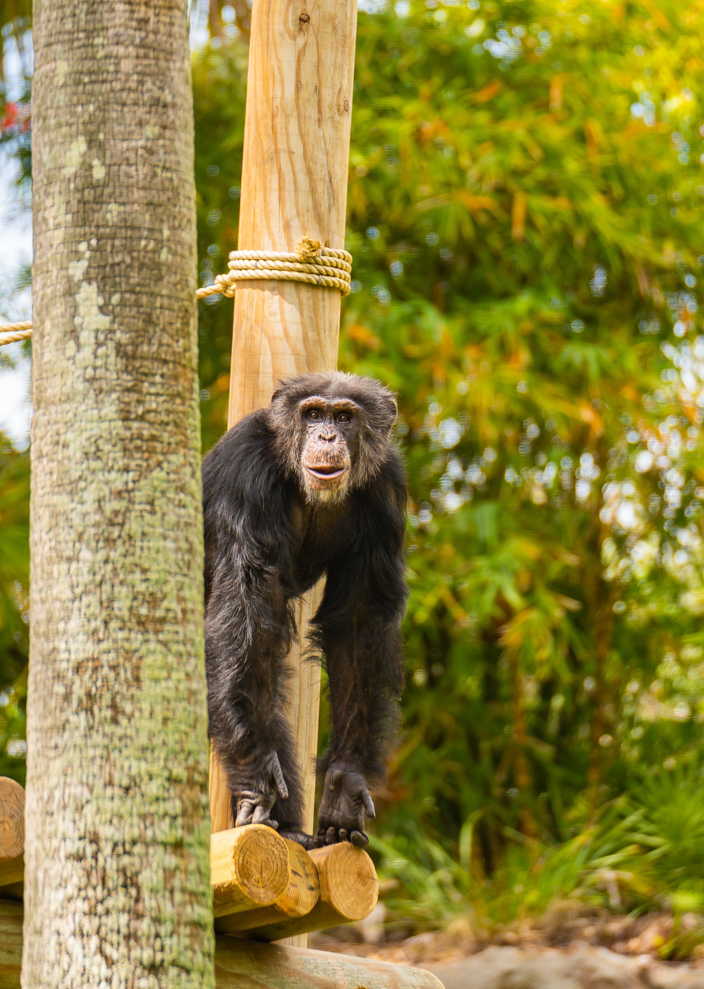 Busch Gardens Tampa Bay