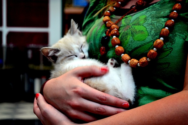 Kitten