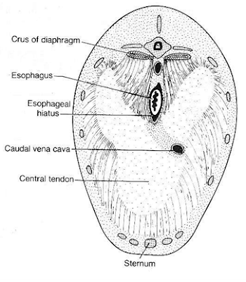 Hernia Diaphragmatica pada Hewan