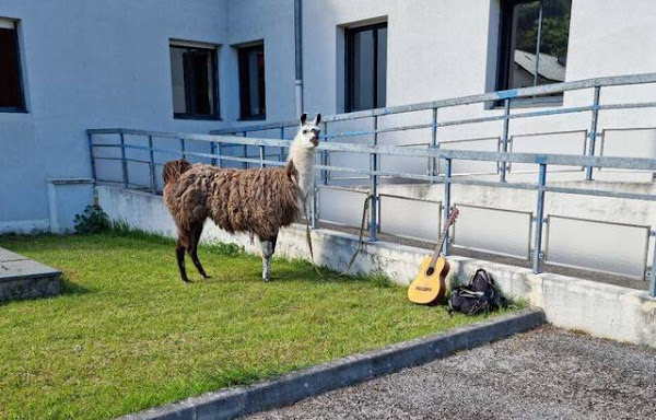 [INSOLITE] Lozère : Il se rend à la gendarmerie pour une audition… avec son lama