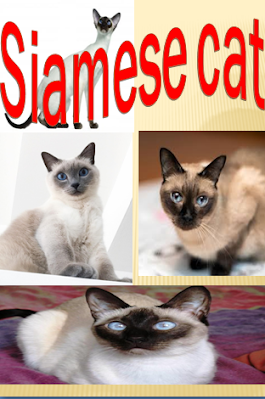 How to raise Siamese cats ... Information about Siamese cats and how to take care of them