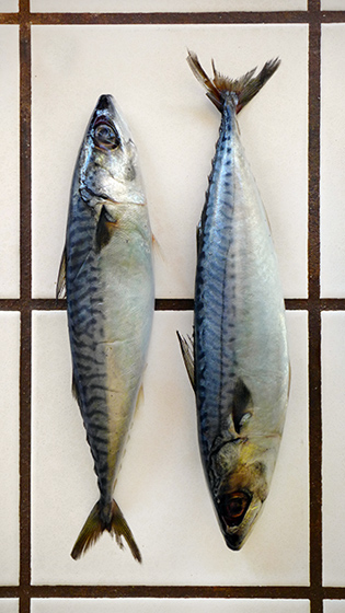 Today isFava Beans!: Atlantic Mackerel (Scomber scombrus)
